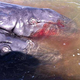 Illustration for article titled Conjoined Gray Whales Discovered in Baja California Lagoon